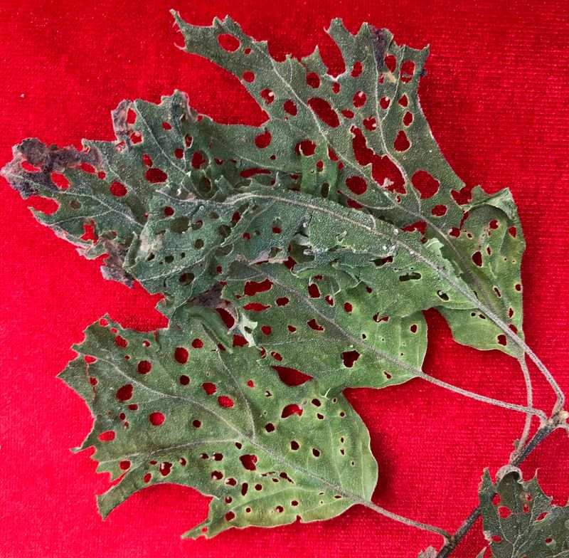 Dramatic Leaf Damage Often Looks Worse Than It Is Dramatic Leaf Damage Often Looks Worse Than It Is