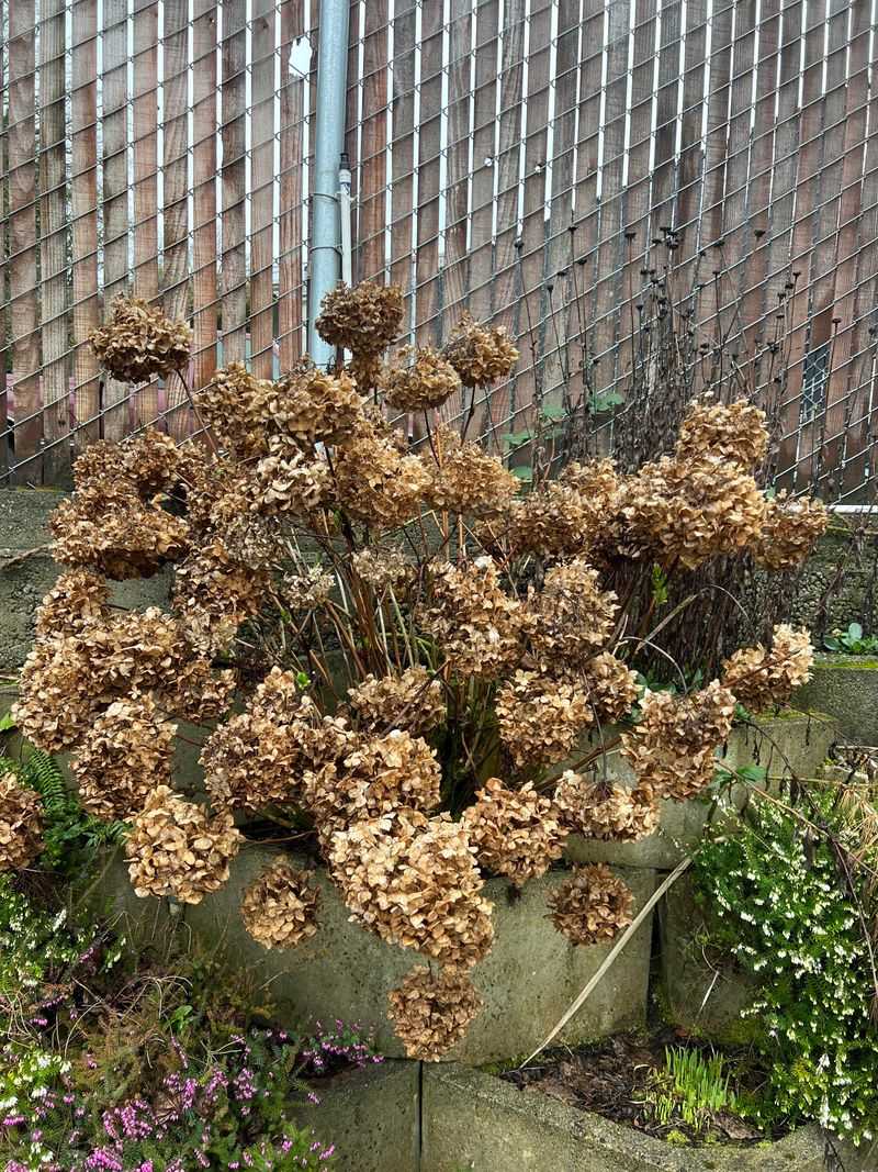 Dried Plants Leave More Fuel Behind