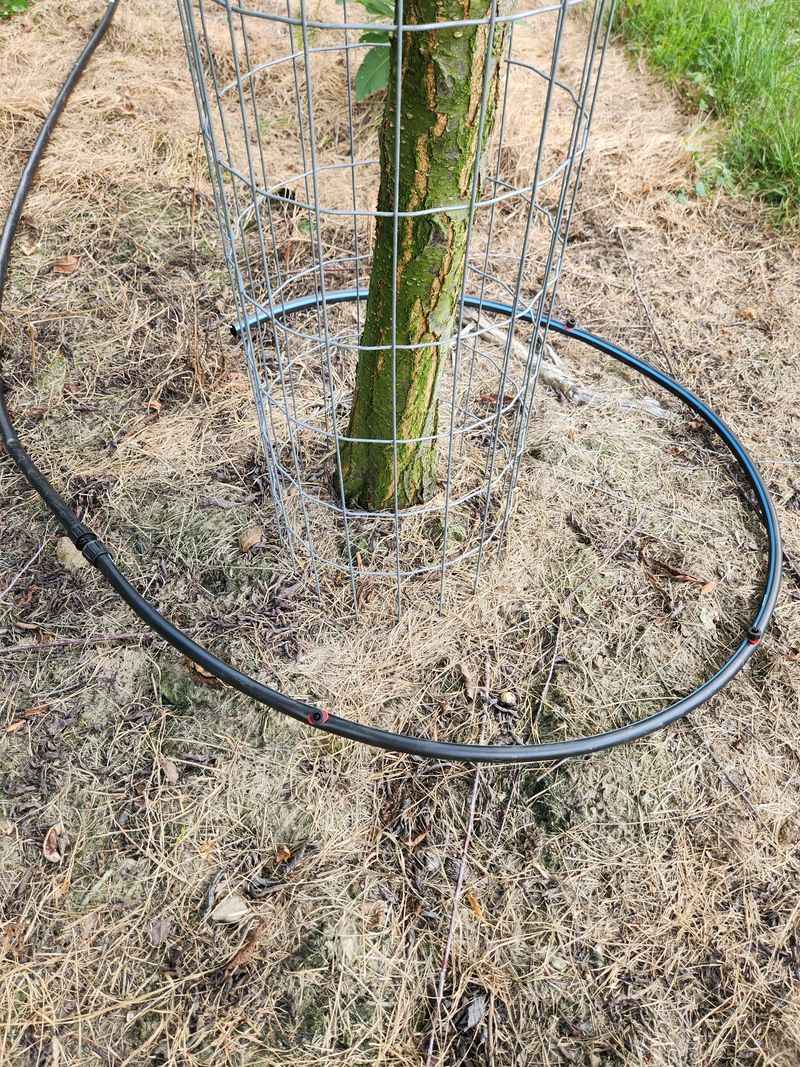Drip Lines Missing Part Of The Root Zone Drip Lines Missing Part Of The Root Zone