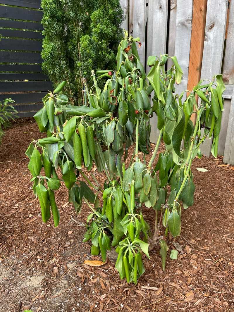 Drooping Leaves Can Be The Plant's Way Of Conserving Water Drooping Leaves Can Be The Plant's Way Of Conserving Water