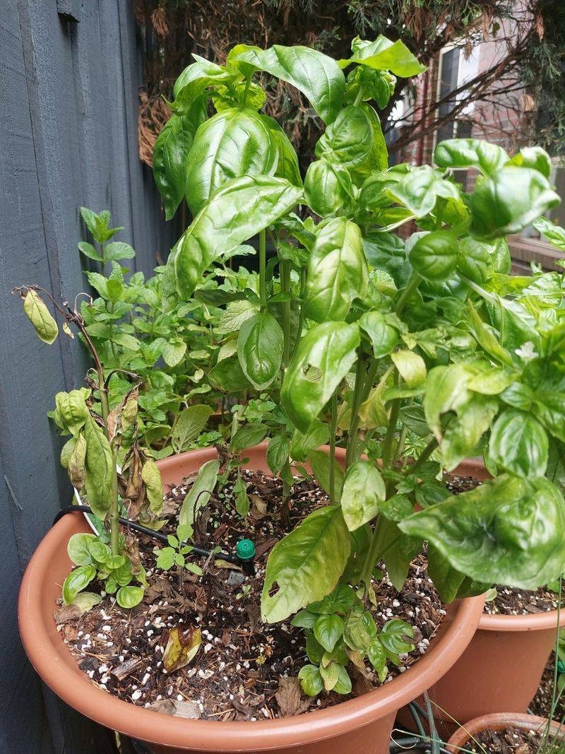 Drooping Plants Looking Fine Until They Suddenly Crash