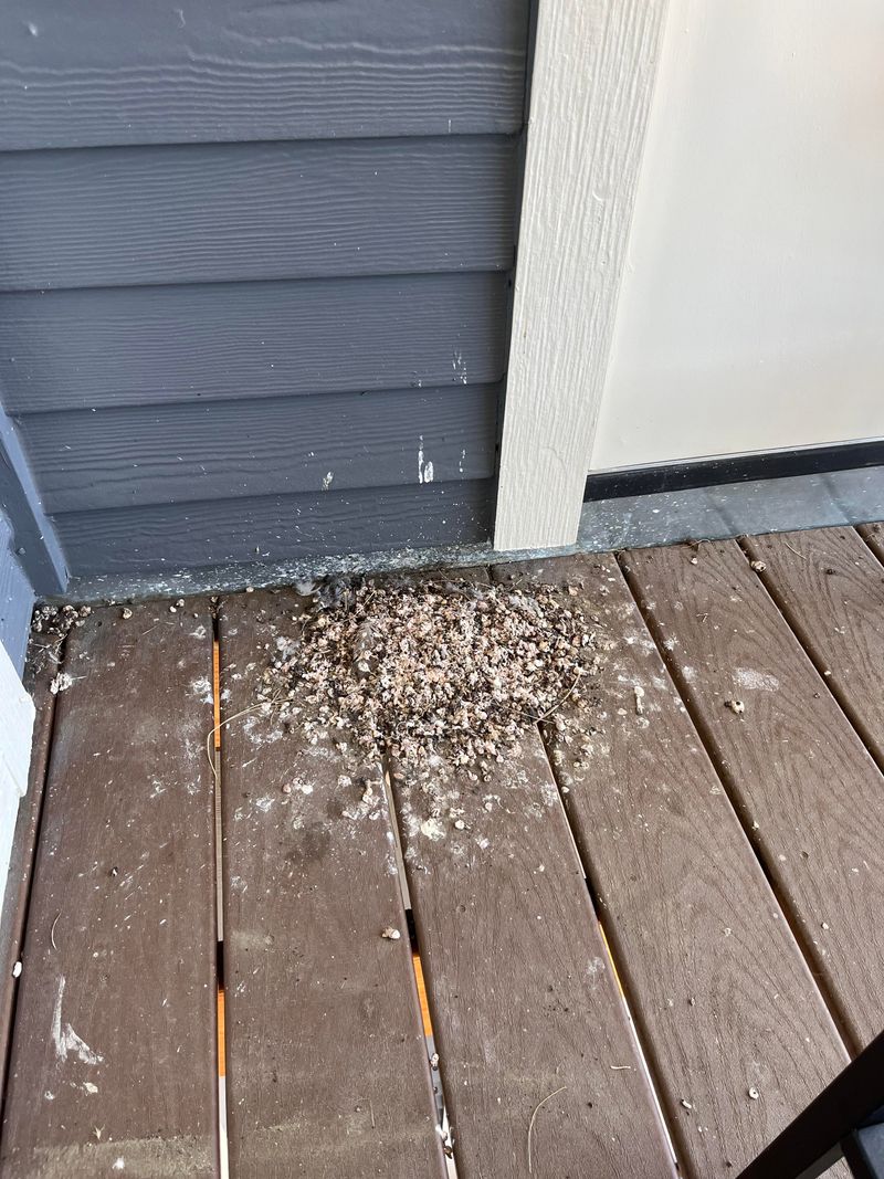 Droppings Below The Nest Are Normal