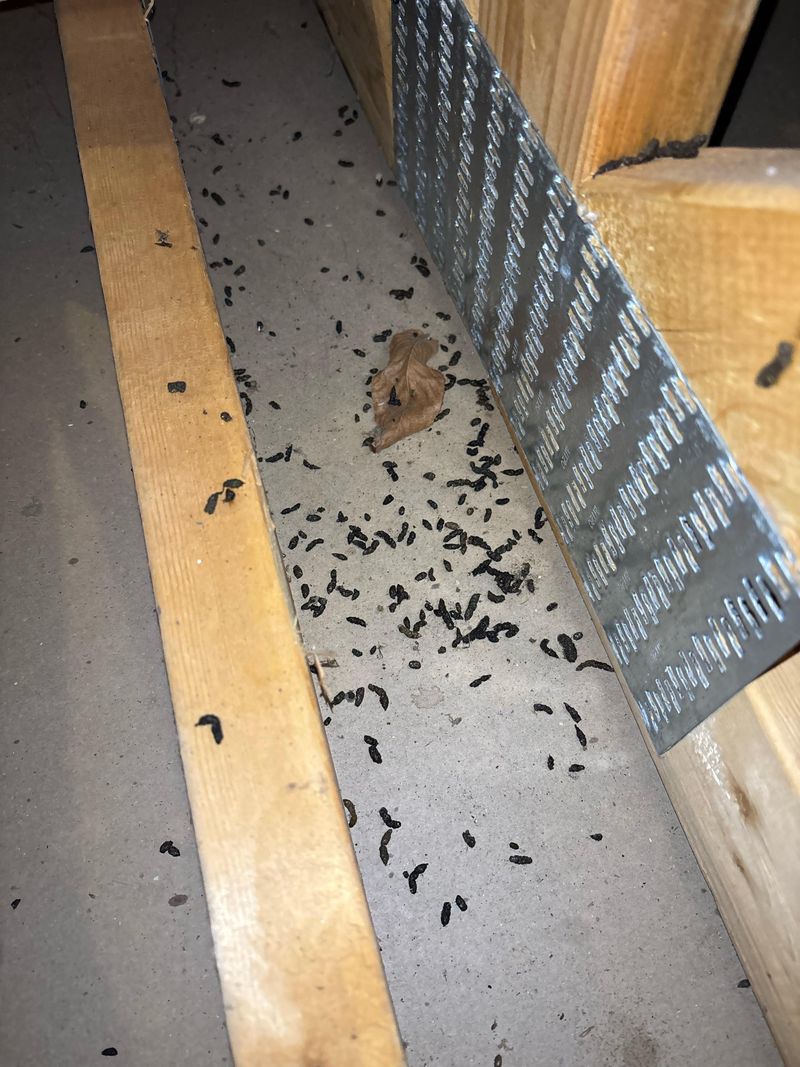 Droppings, Chewed Insulation, And Other Signs To Check Weekly