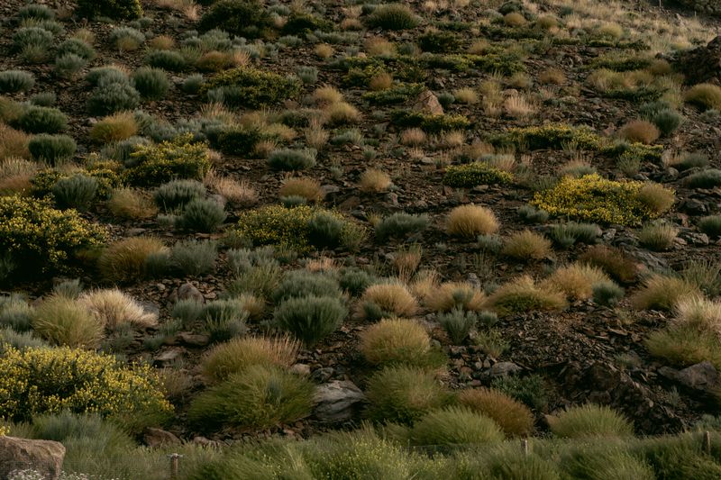 Drought Favors Hardy Native Plants Drought Favors Hardy Native Plants