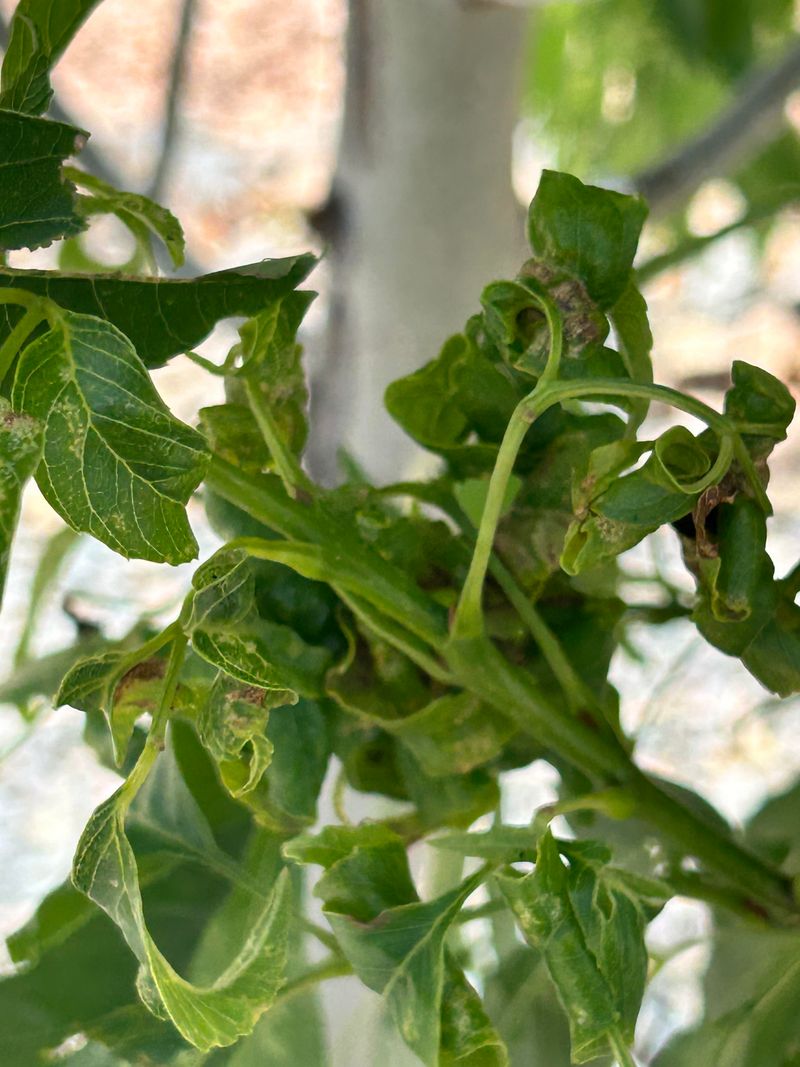 Drought May Not Be The Only Problem