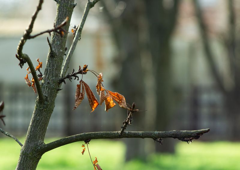 Drought Stress And How Trees Shed Leaves To Cope
