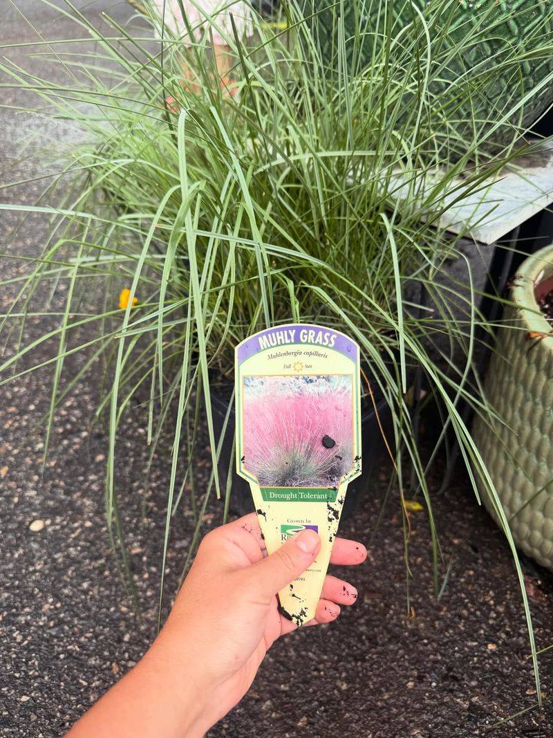 Drought Stress Can Delay The Display Drought Stress Can Delay The Display