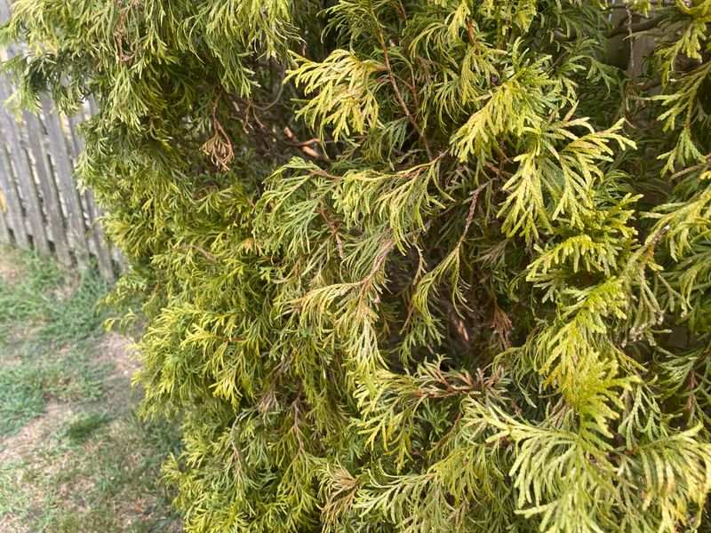 Drought Stress Can Show Up As Yellowing Before Browning