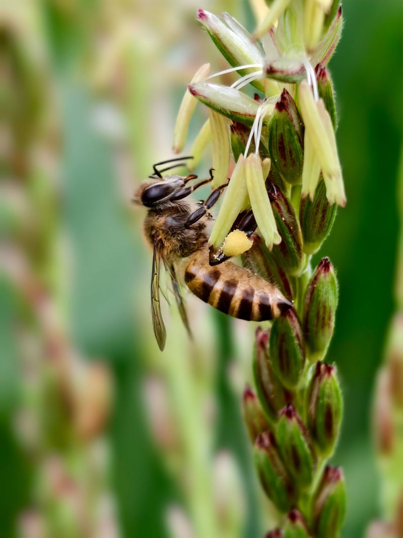 Drought Stress Hits During Pollination