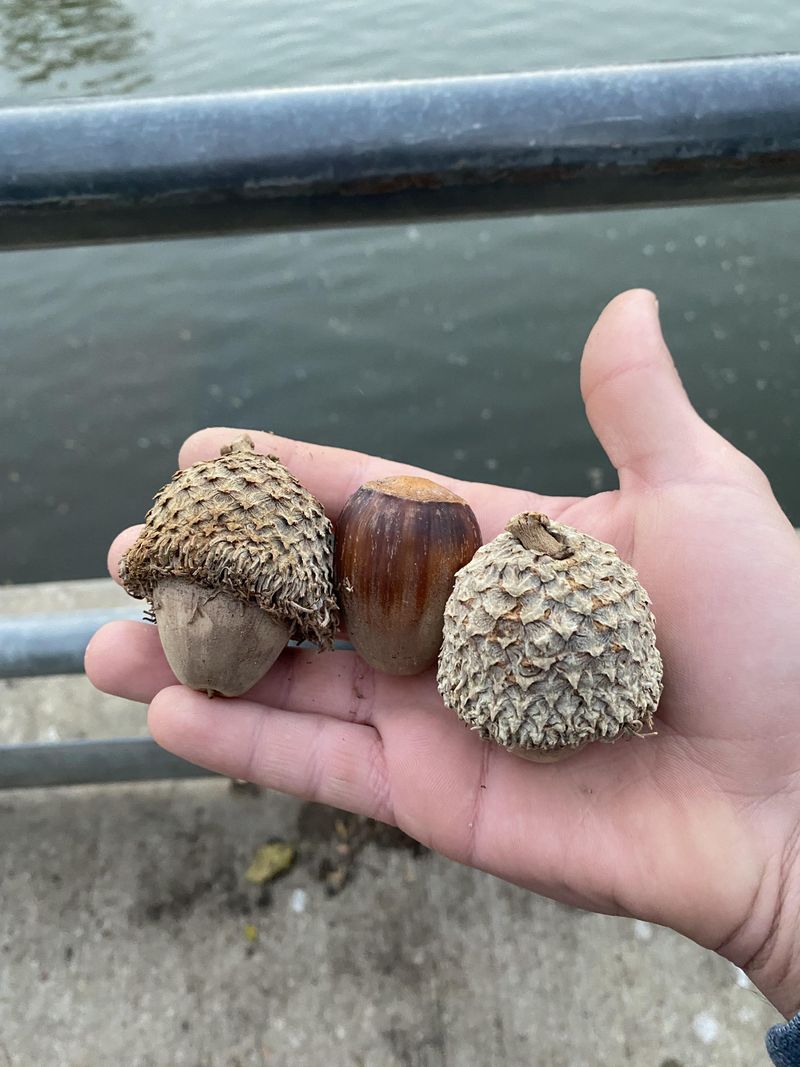 Drought Stress Is Pushing Oaks To Release Acorns Early Drought Stress Is Pushing Oaks To Release Acorns Early
