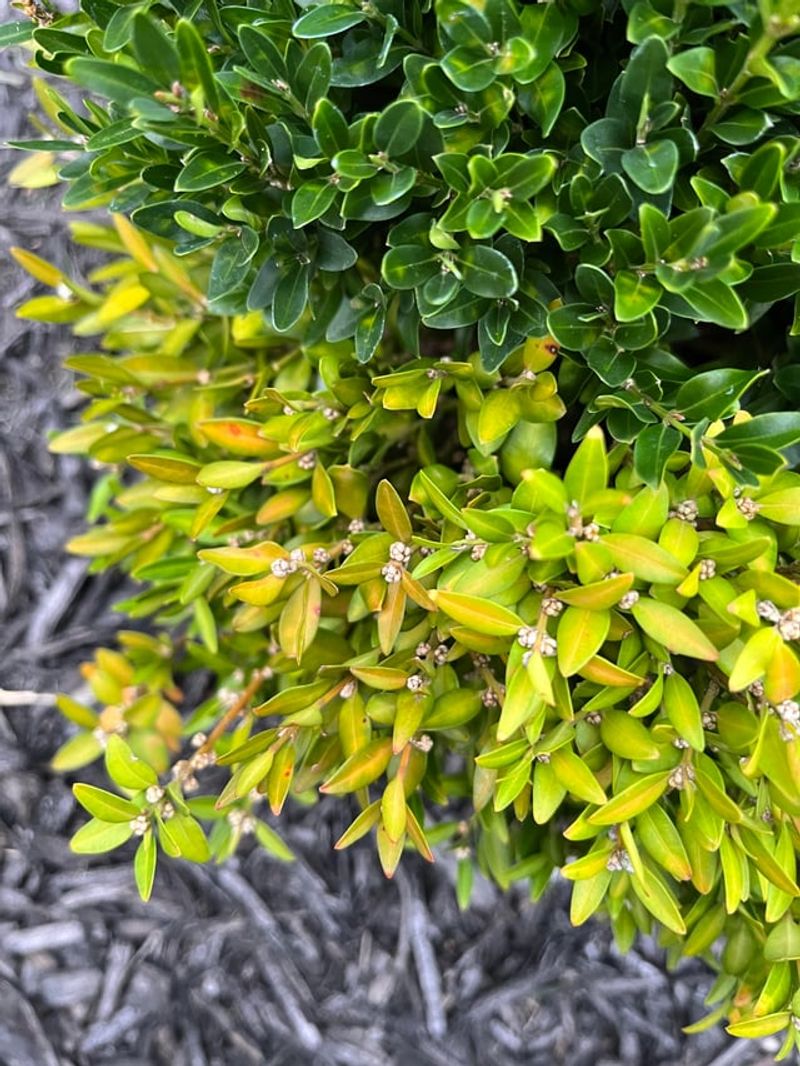 Drought Stress Triggers Premature Leaf Drop Drought Stress Triggers Premature Leaf Drop