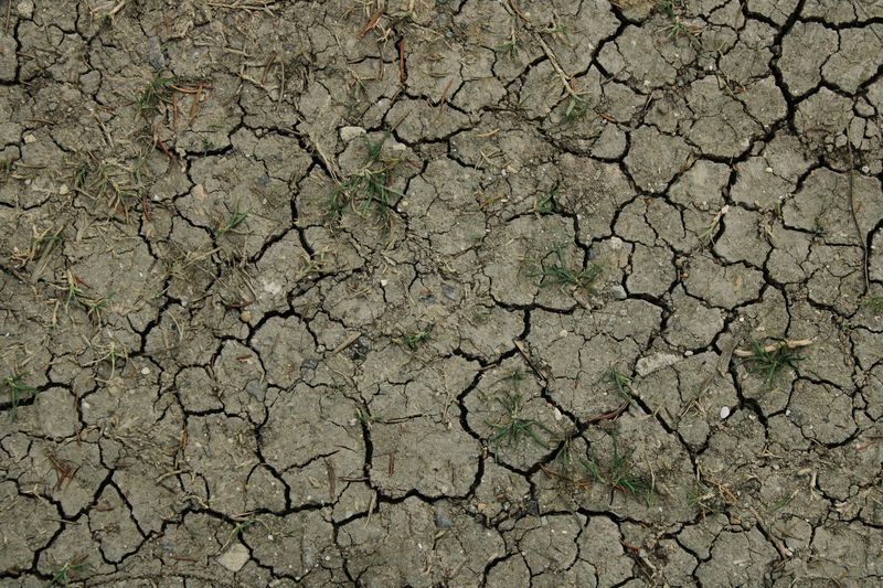 Drought Stress Weakens Plants' Natural Defenses