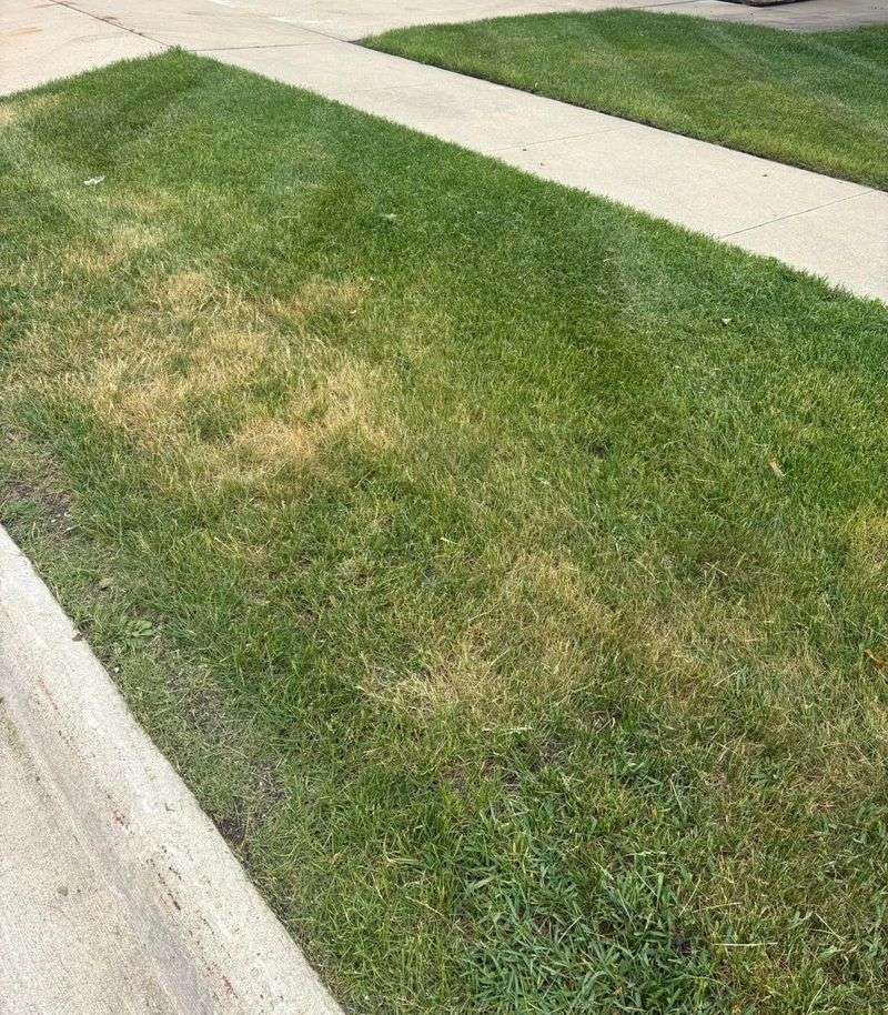 Drought Stressed Grass Can Green Up Quickly After Rain