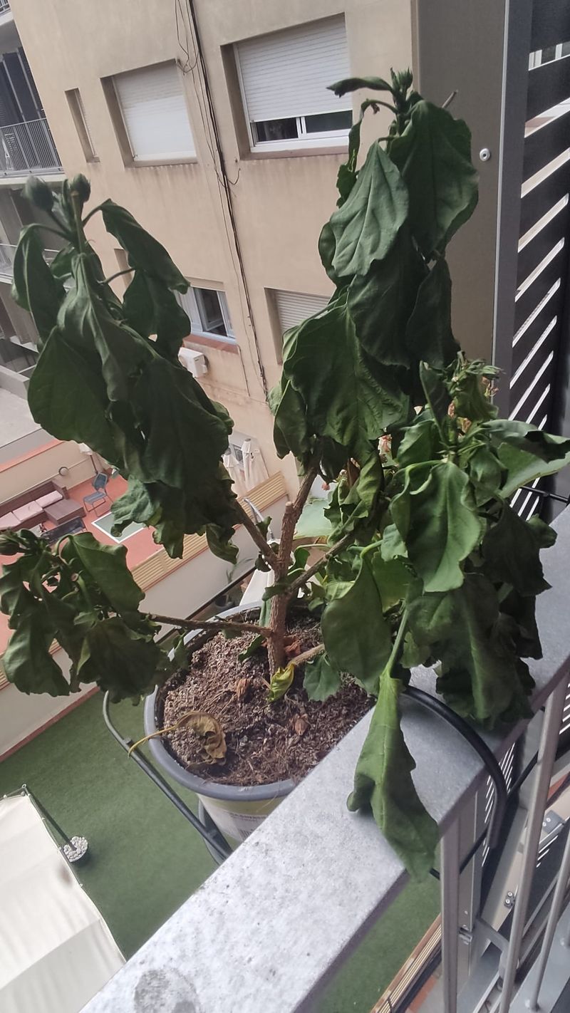 Drought-Stressed Plants Need Water First