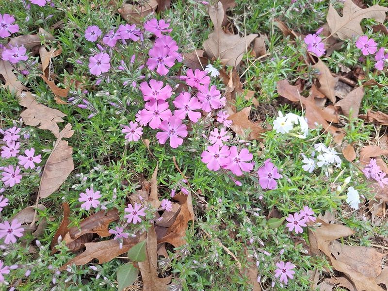 Drought Tolerance Helps Once Plants Are Established
