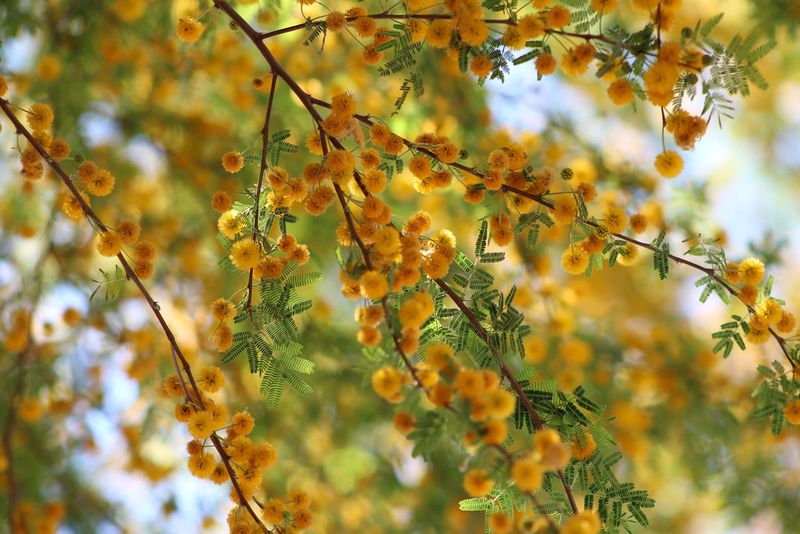 Drought Tolerance Improves After The First Year