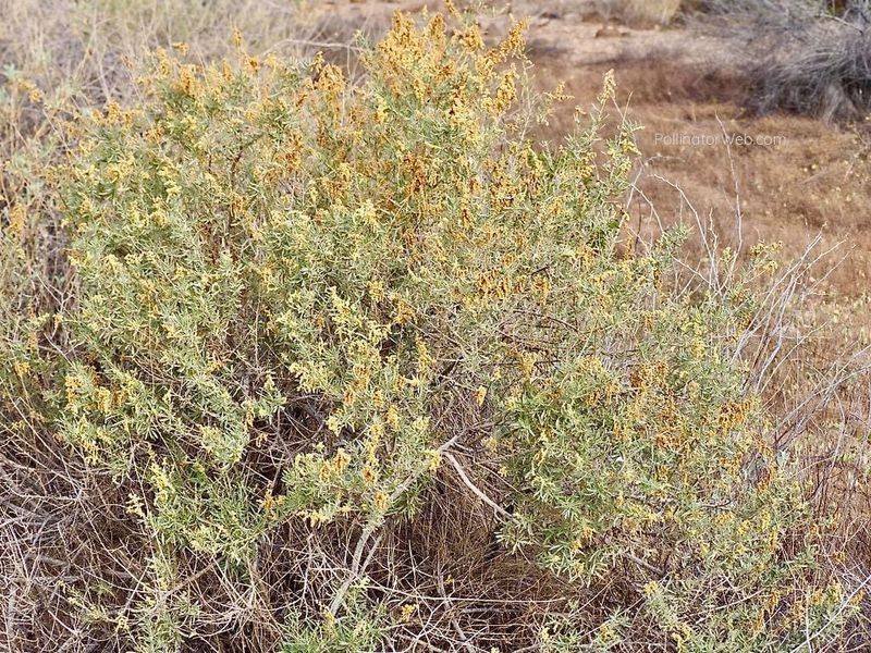 Drought Tolerance Makes It Well Suited To Dry Yards