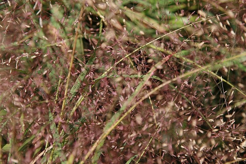 Drought Tolerance Reduces Excess Soil Moisture Drought Tolerance Reduces Excess Soil Moisture