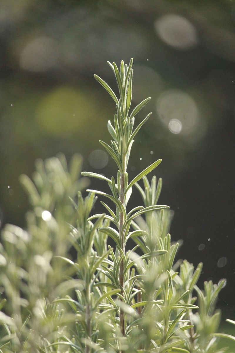 Drought Tolerance Suits Late Summer Heat