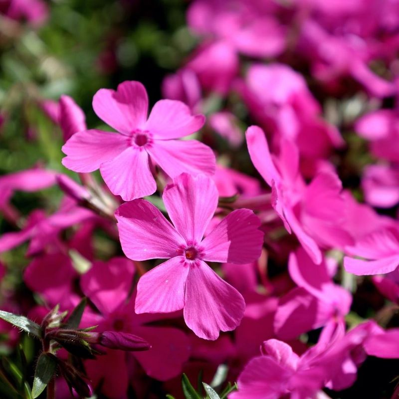 Drummond Phlox