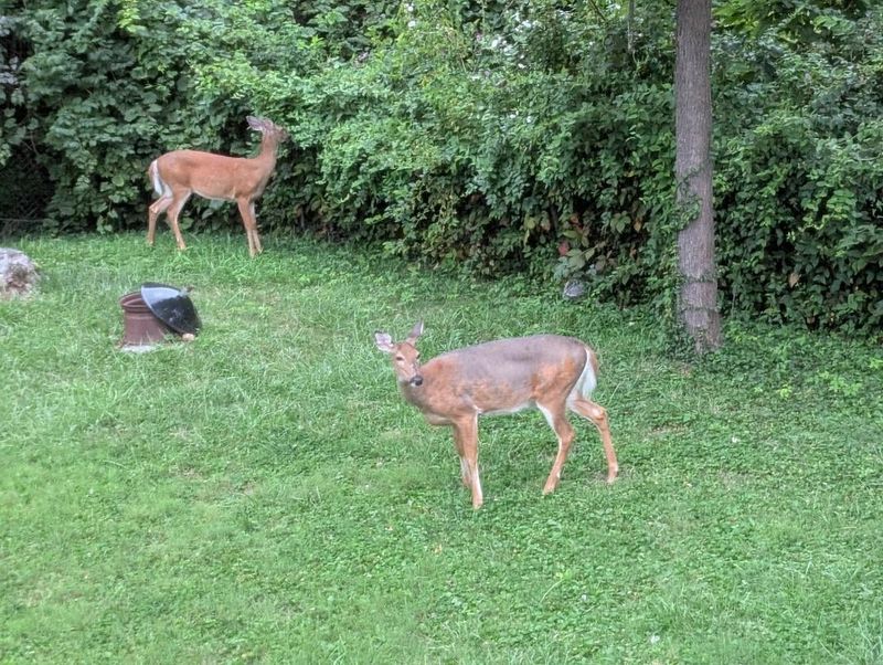 Dry August Forage Can Make Green Yards Stand Out