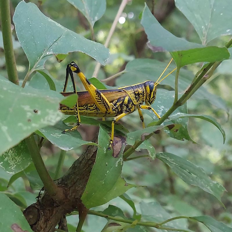 Dry August Weather Can Bring More Grasshoppers Dry August Weather Can Bring More Grasshoppers