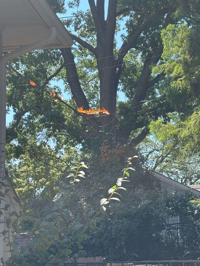 Dry Branches Add Another Fire Risk Dry Branches Add Another Fire Risk