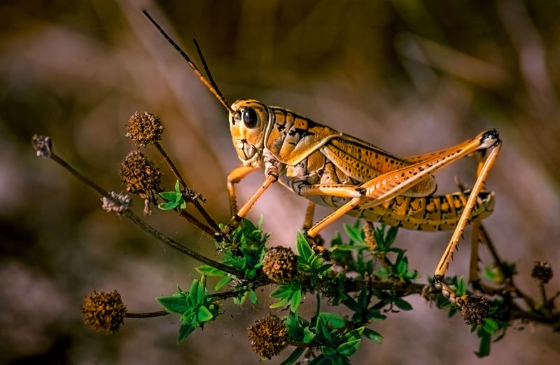 Dry Conditions Push Grasshoppers Toward Irrigated Yards