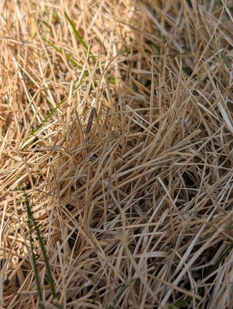 Dry Grass Is The Part Officials Worry About Dry Grass Is The Part Officials Worry About