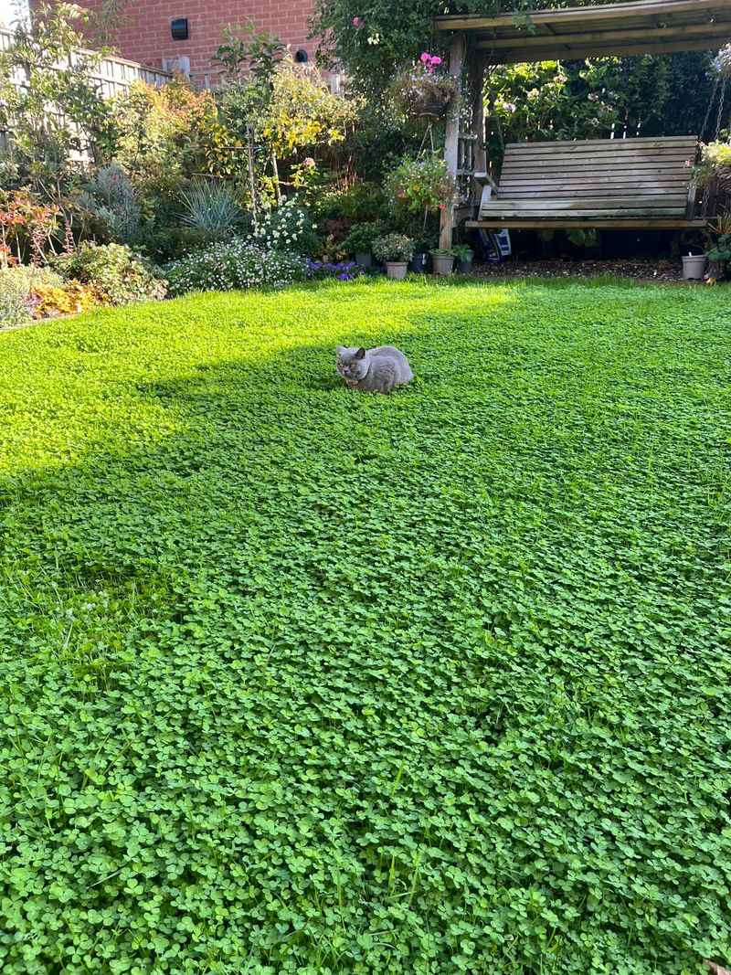 Dry Grass Leaves Clover Room To Move In Dry Grass Leaves Clover Room To Move In