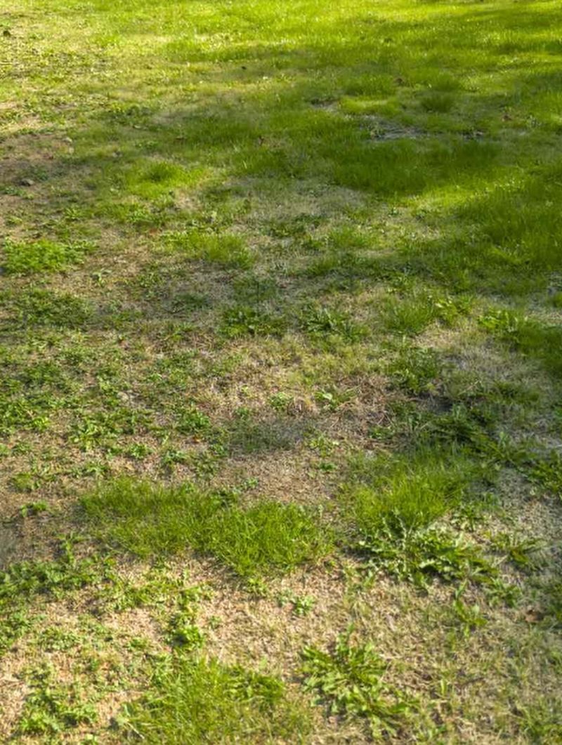 Dry Grass May Simply Be Dormant