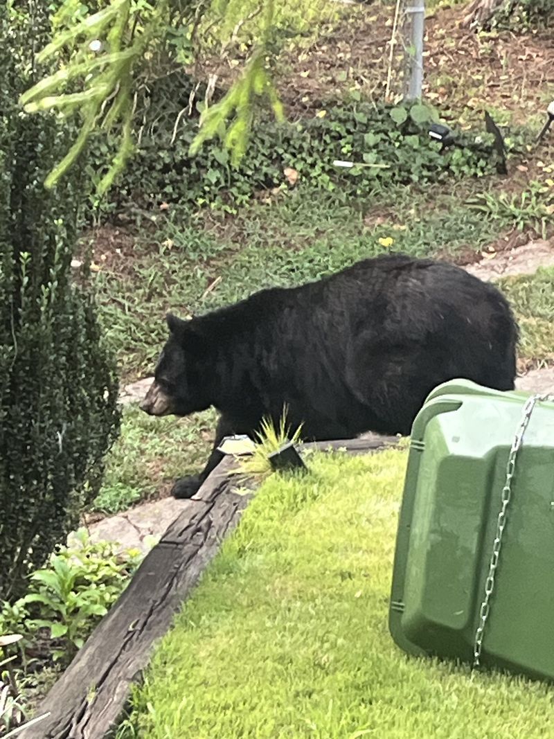 Dry Hillsides Push Bears Closer To Neighborhoods