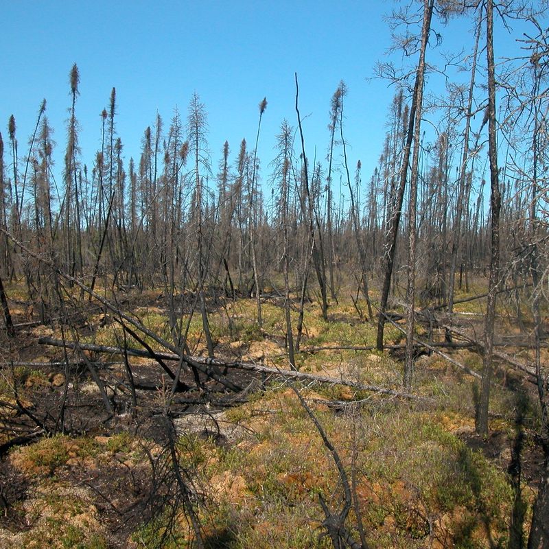 Dry Juniper Can Burn With Intense Heat Dry Juniper Can Burn With Intense Heat