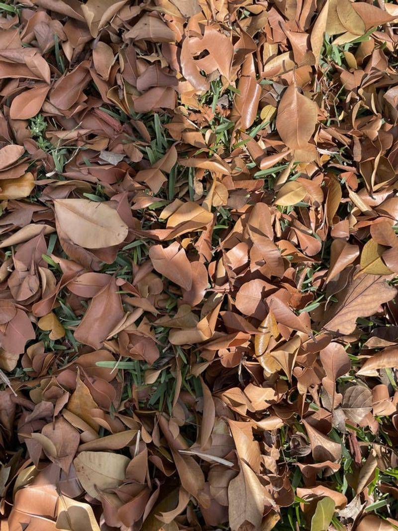 Dry Leaves Give Roaches Extra Shelter