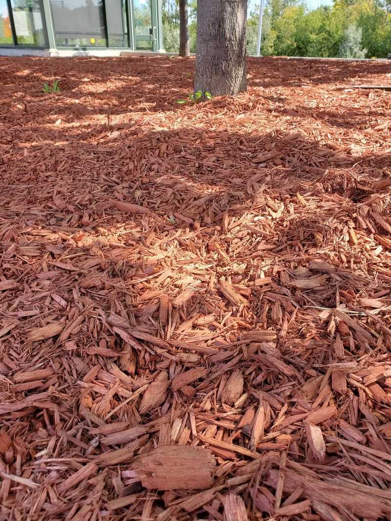Dry Mulch Can Add Heat Around Homes