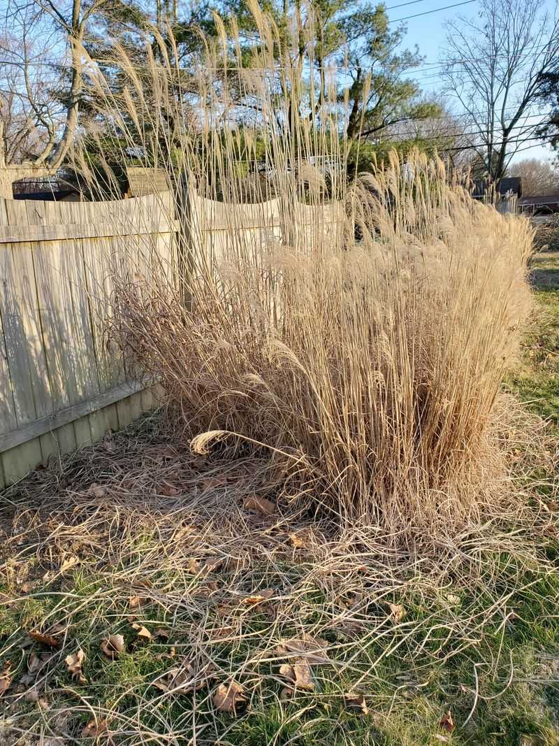 Dry Ornamental Grasses Ignite Easily In Late Summer