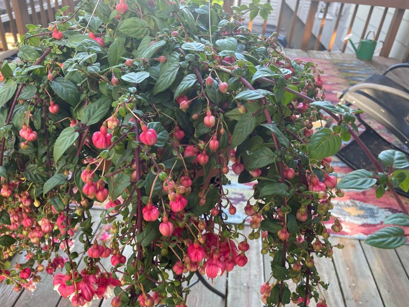 Dry Pots Stressing Fuchsias By Midday