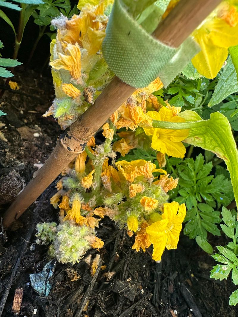 Dry Roots Can Cause The Same Tired Look