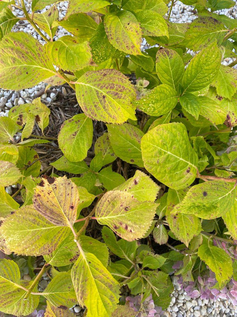 Dry Roots Can Cause Trouble Before The Rain Arrives