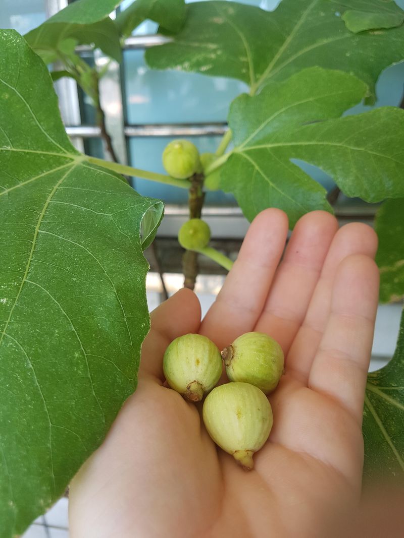 Dry Roots Make Late Figs Drop Before Ripening Dry Roots Make Late Figs Drop Before Ripening
