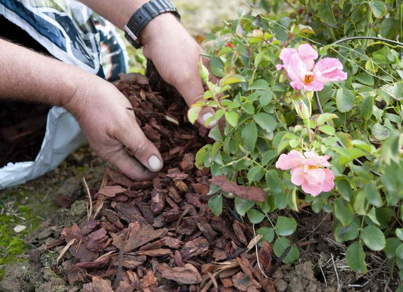 Dry Roots Make Winter Much Harder Dry Roots Make Winter Much Harder