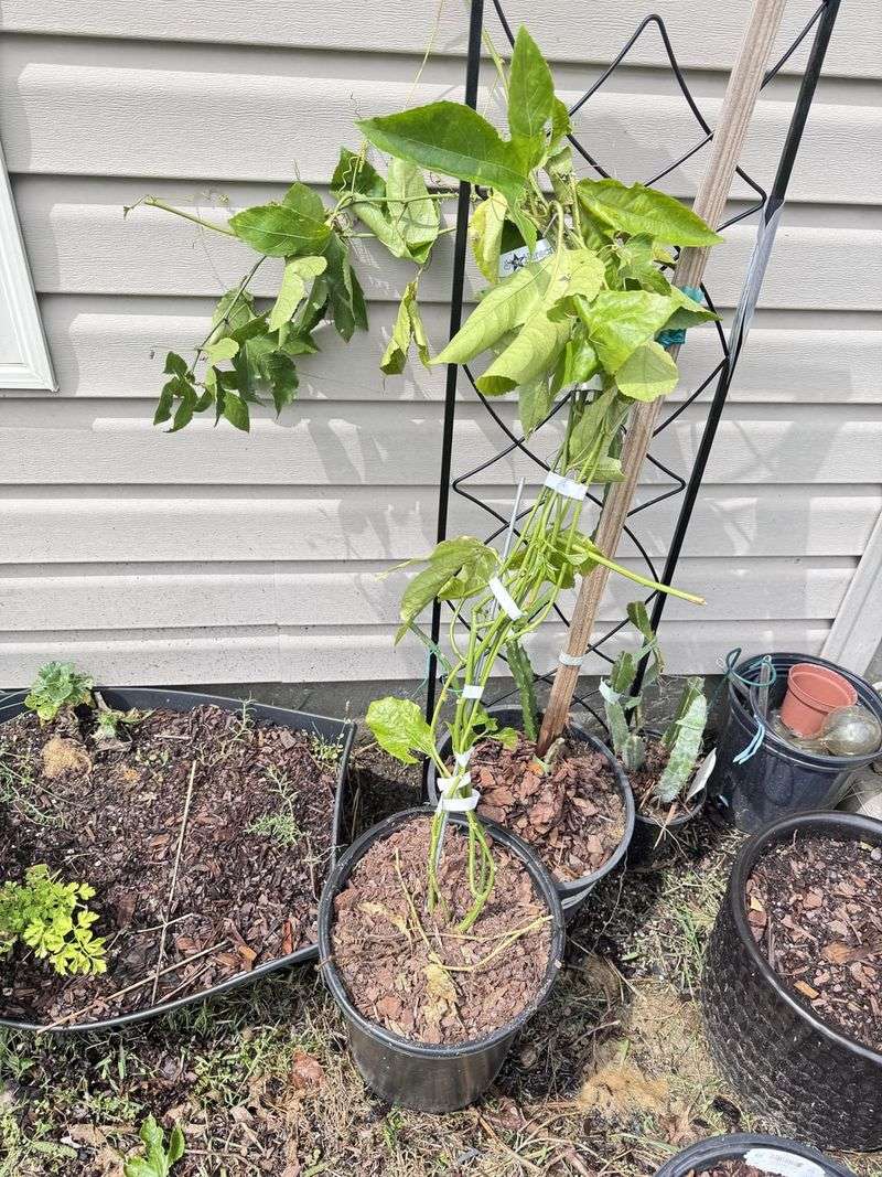 Dry Roots Making Blooms Give Up Early