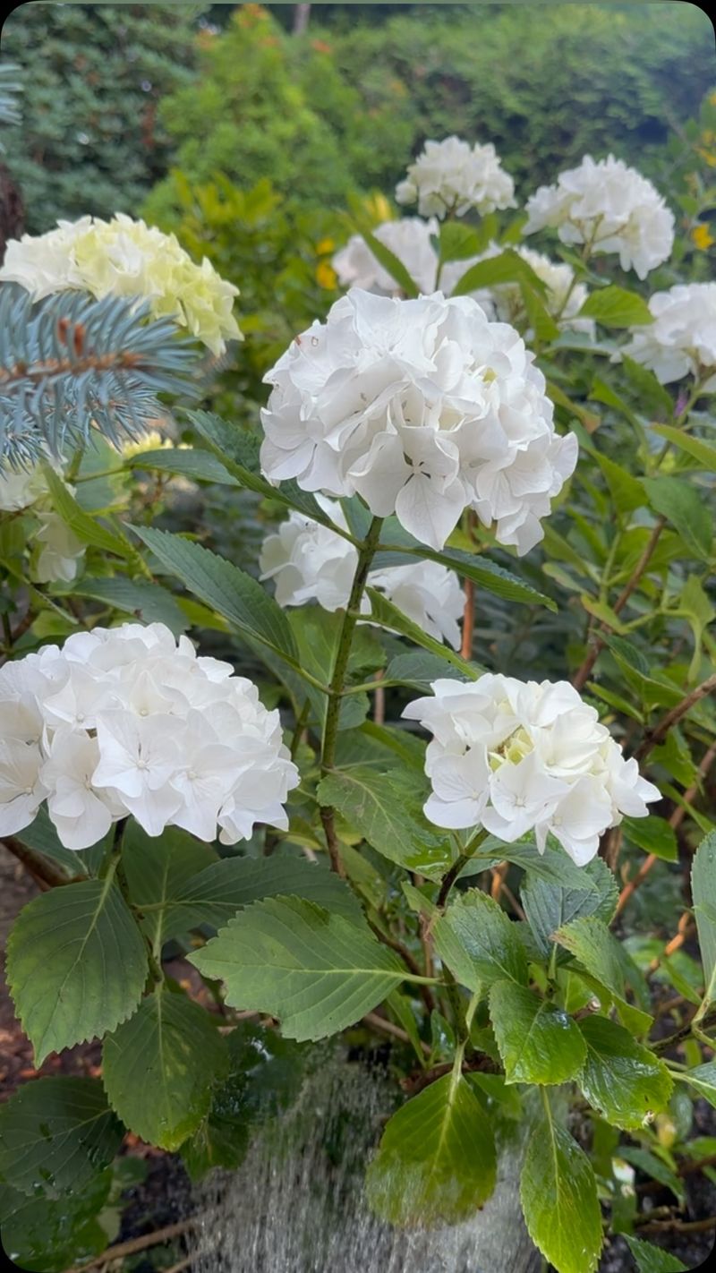 Dry Roots Show Up In The Flowers