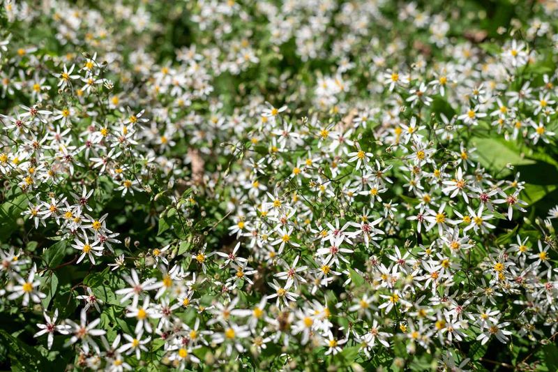 Dry Shade Becomes An Easier Planting Challenge Dry Shade Becomes An Easier Planting Challenge