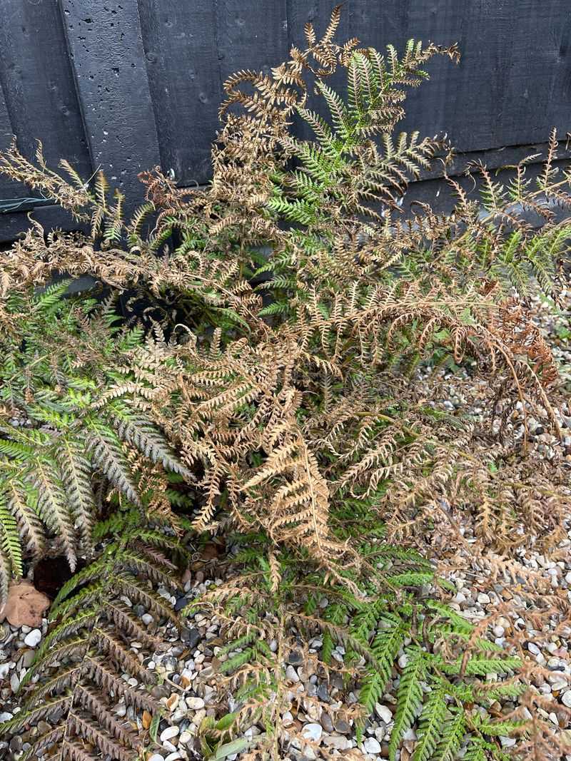 Dry Shade Can Be Sneakier Than Full Sun