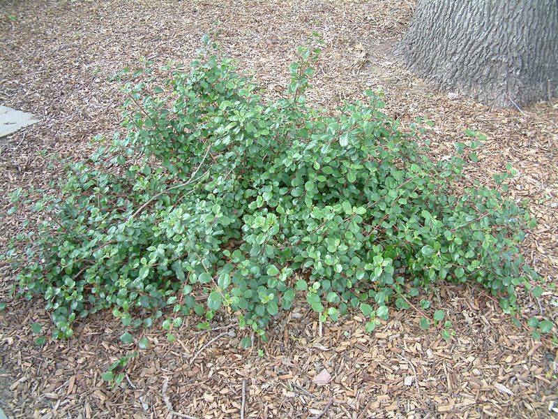 Dry Shade Is Where This Native Really Shines Dry Shade Is Where This Native Really Shines
