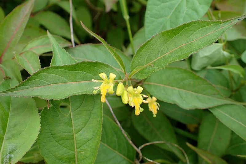 Dry Shade Near The House Is Less Of A Problem For This Tough Shrub