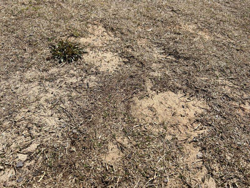 Dry Soil Can Block Water From Reaching Roots
