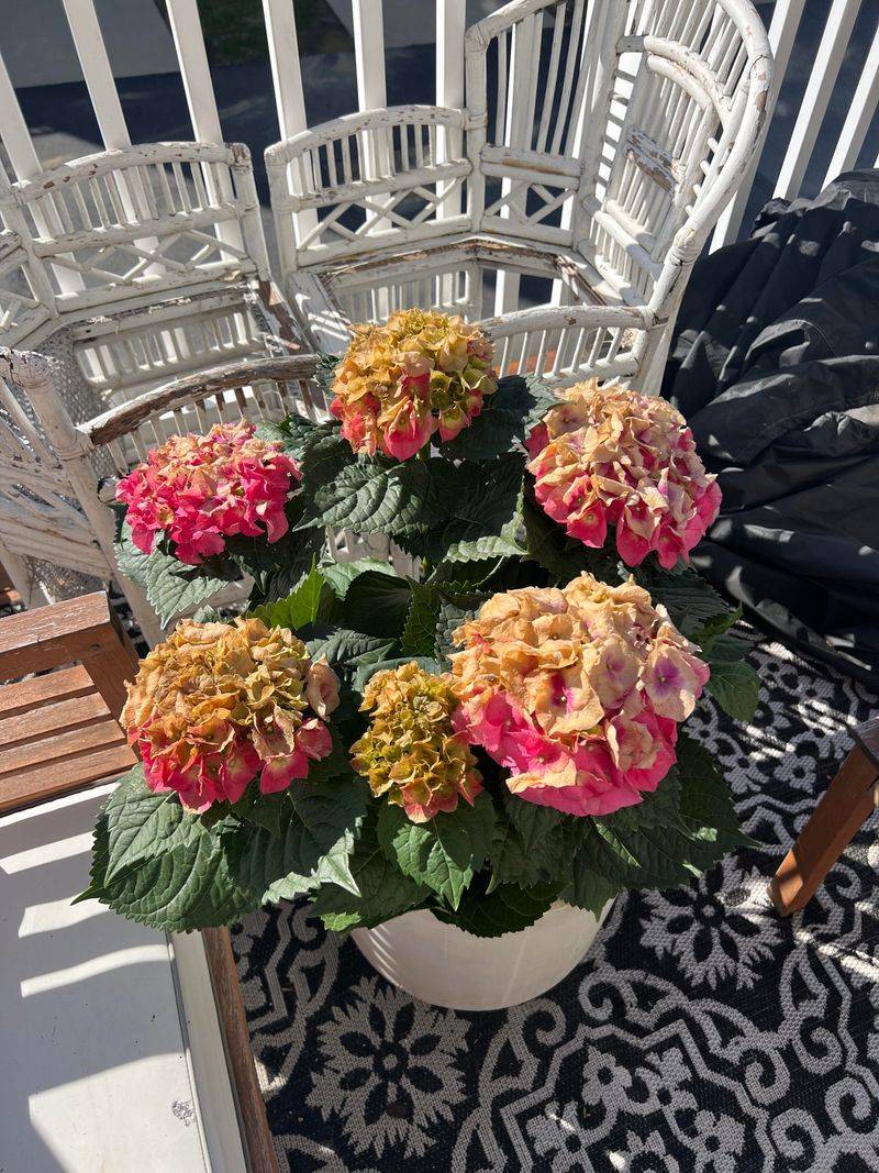 Dry Soil Can Brown Flowers Quickly