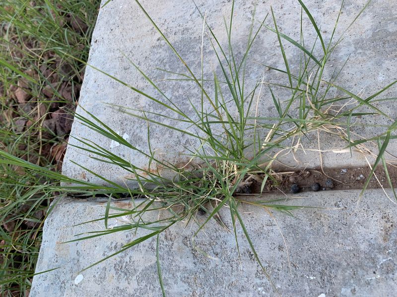 Dry Soil Can Help Rhizomes Lift Out Cleaner Dry Soil Can Help Rhizomes Lift Out Cleaner